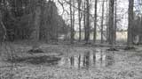 Ephemeral pond, Manassas National Battlefield Park (Virginia) (Credit: Todd Lookingbill).